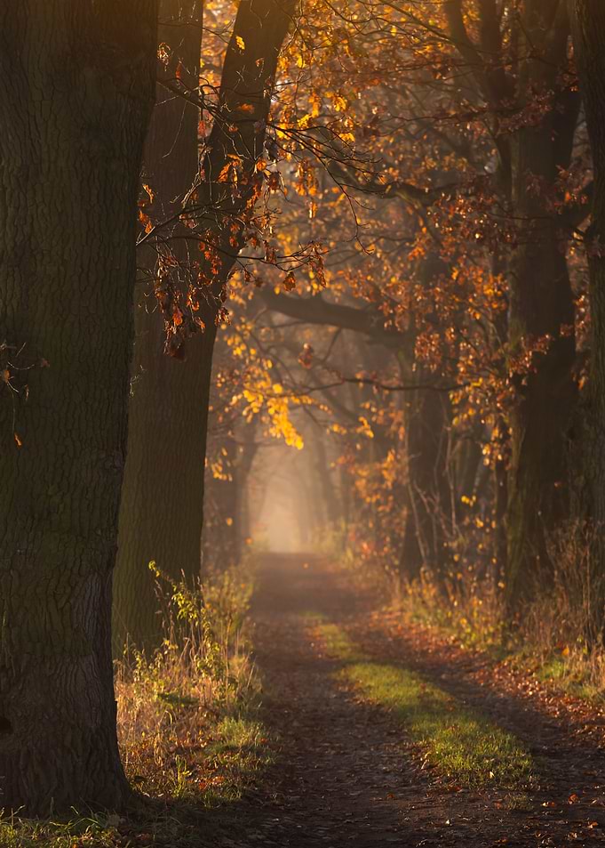 Autumn Path Through Trees