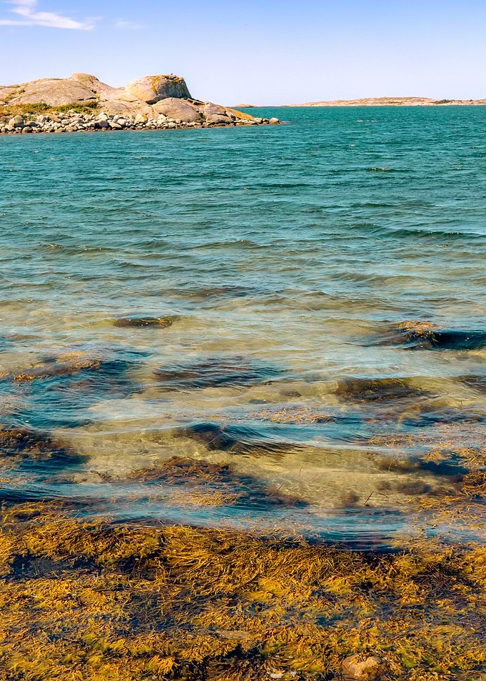 Coastal Seascape with Rocks and Seaweed