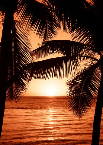 Tropical Sunset with Palm Tree Silhouettes