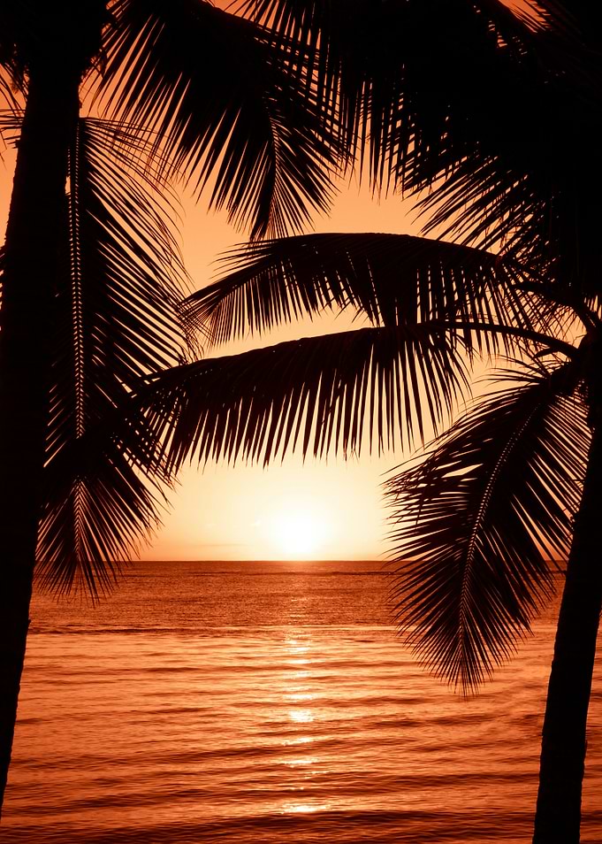 Tropical Sunset with Palm Tree Silhouettes