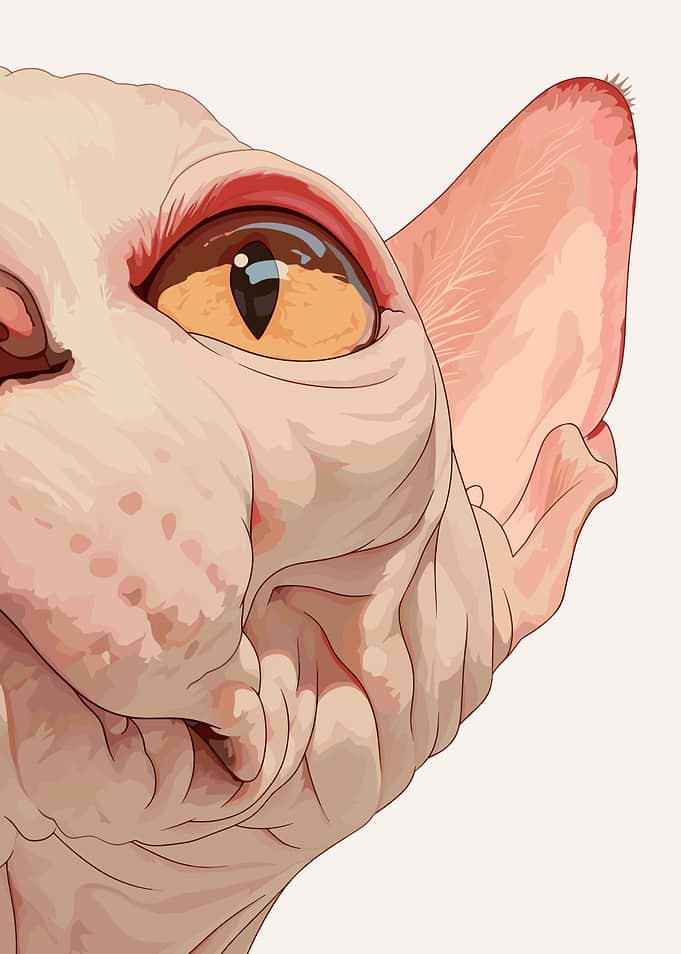 Sphynx Cat Portrait