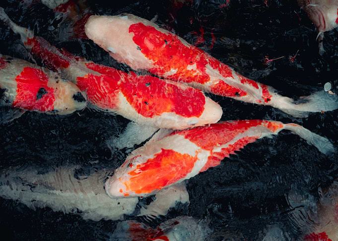Koi Fish in Dark Water