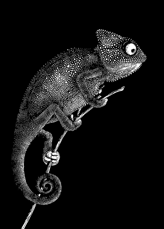 Chameleon on Branch - Black and White