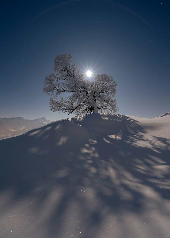 Moonlit Silence – Frosted Tree Under a Starry Sky