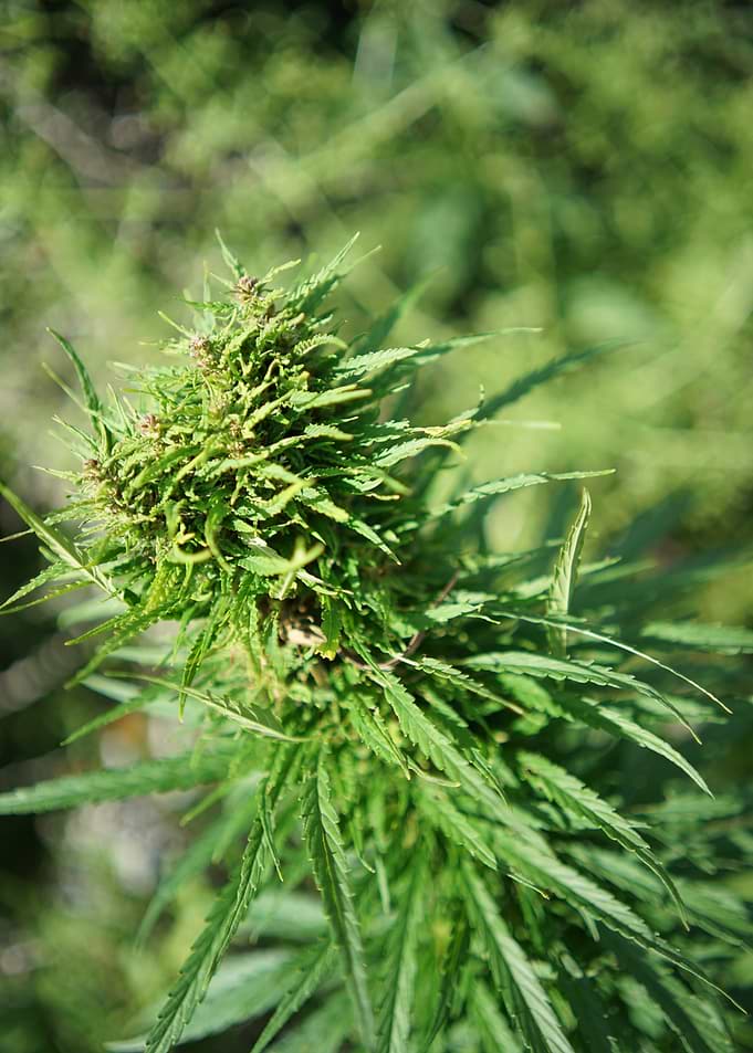 Cannabis plant in nature
