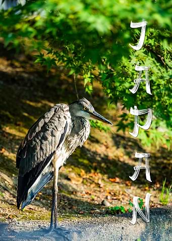 Heron in Japan
