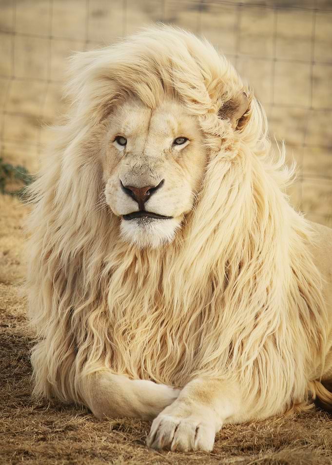 Majestic White Lion Portrait