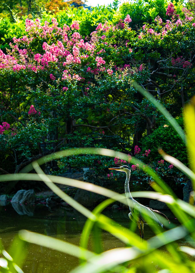 Heron in a Lush Garden Pond Japan
