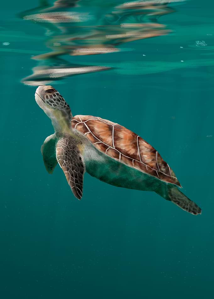 Sea Turtle Swimming Underwater