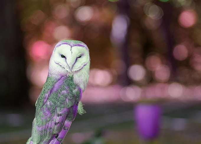 Barn Owl with Pink Bokeh Background