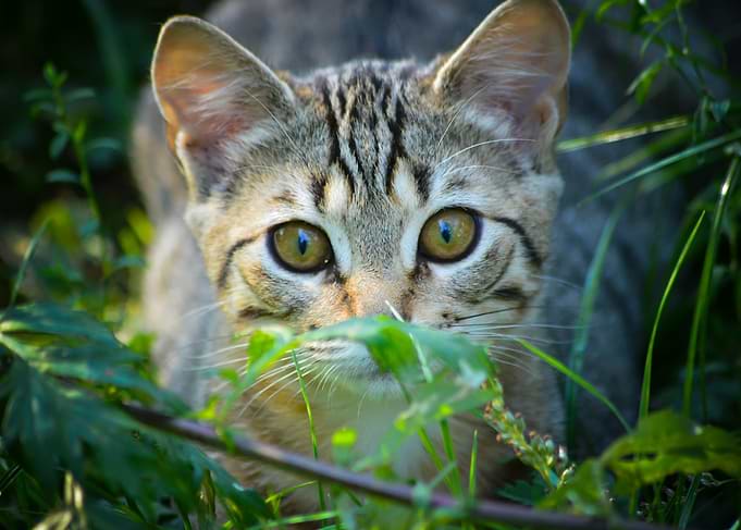 Predator’s Focus – Tabby Cat in Jungle Camouflage