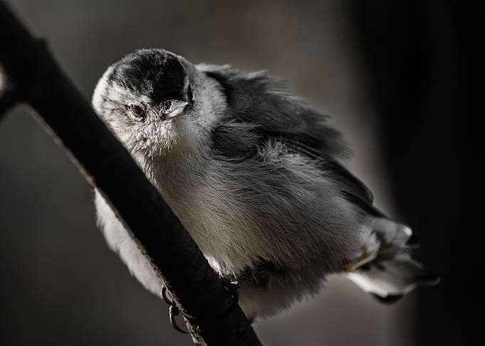 Small Bird on Branch