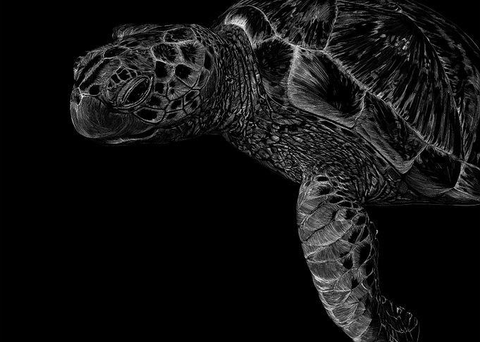 Tortue