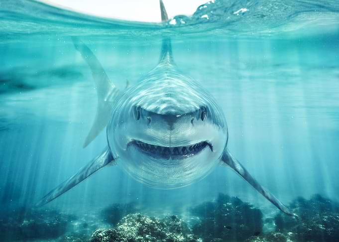 Great White Shark Underwater Portrait