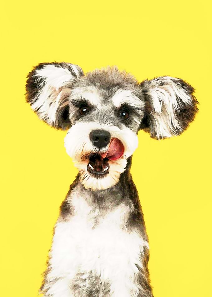 Schnauzer Licking Nose on Yellow Background