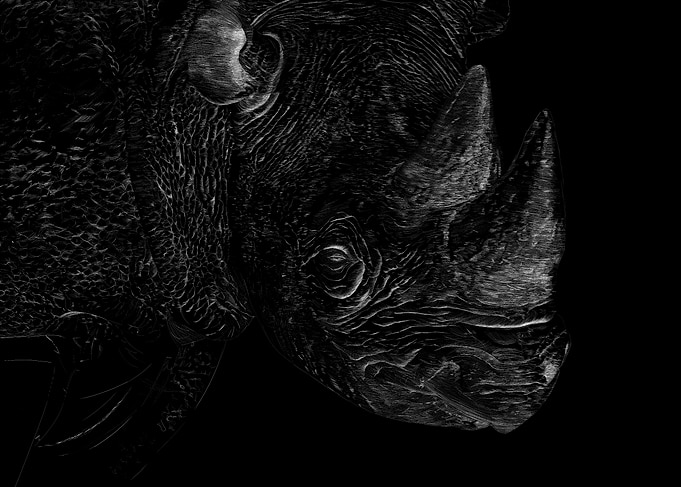 Rhinocéros