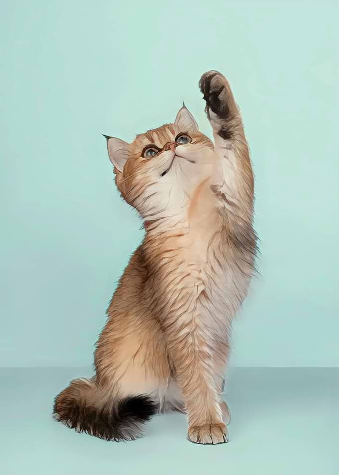 Golden Cat Reaching Upward