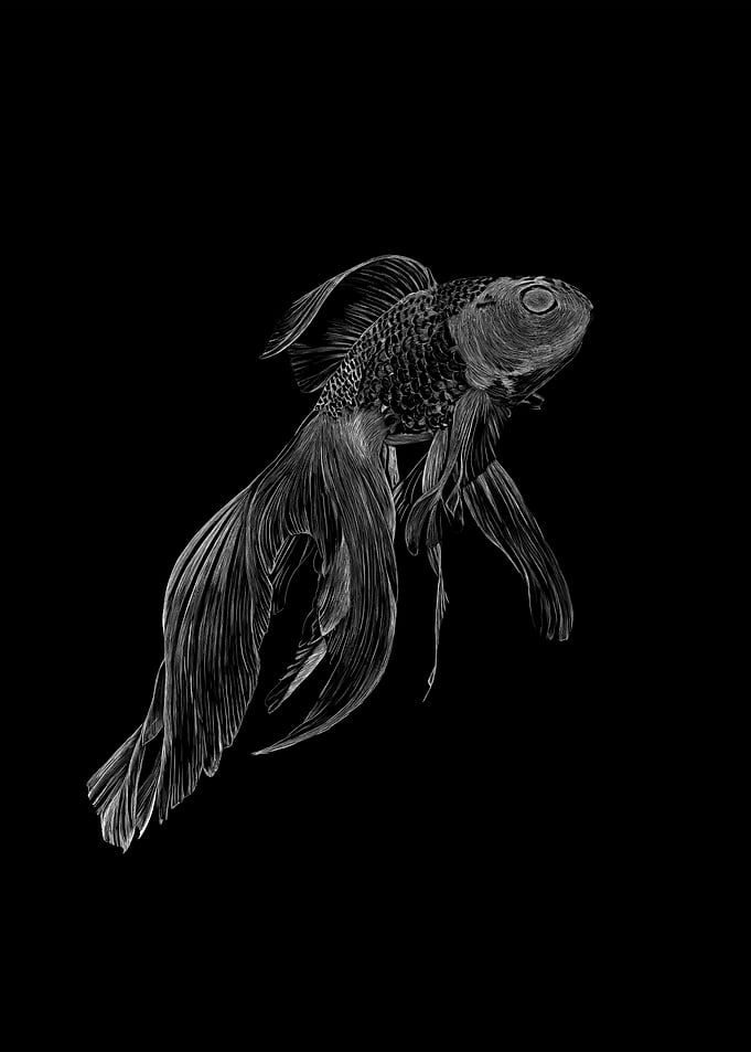 Poisson combattant