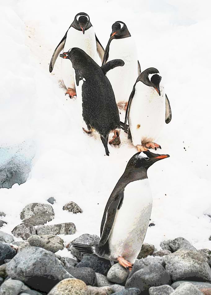 Penguins on rocky, snowy terrain