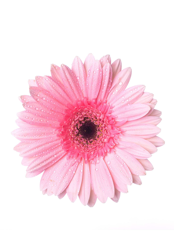 Pink Gerbera Daisy with Water Droplets