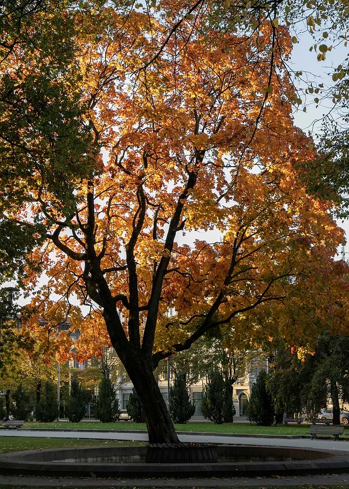 Autumn Tree in Park