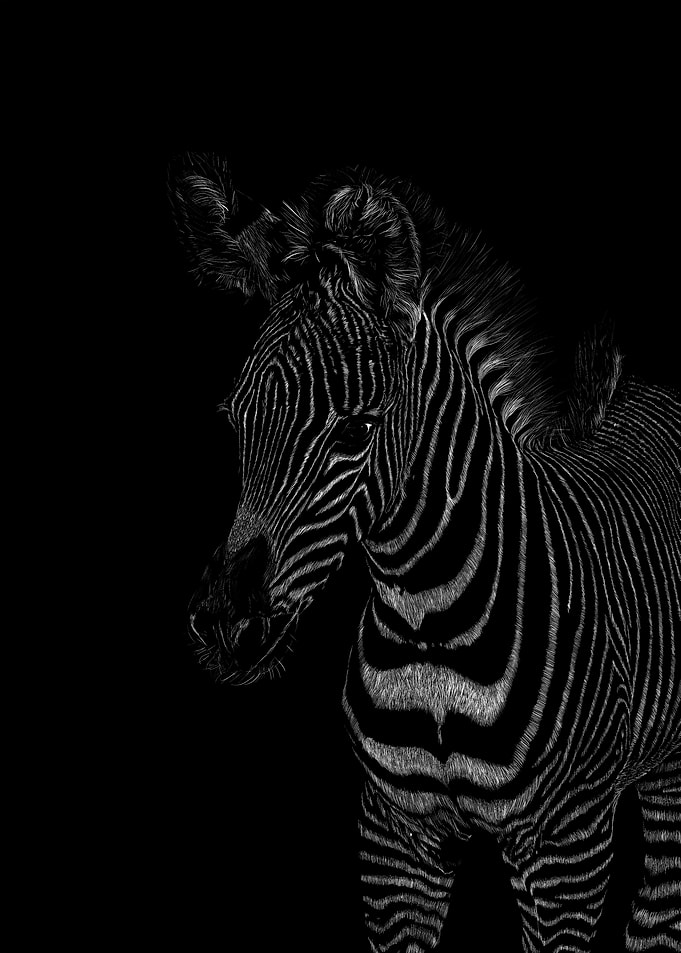 Zebre