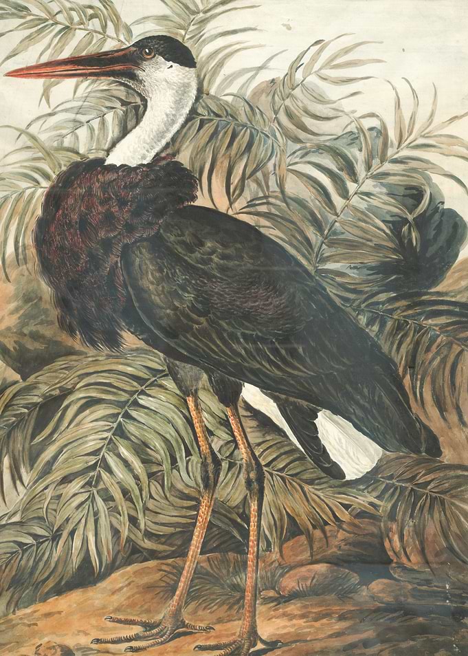 Jabiru Bird Watercolor Painting