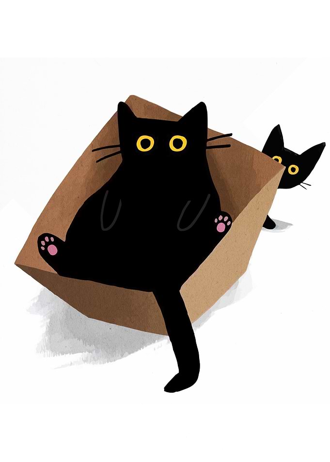 Black Cats in a Cardboard Box