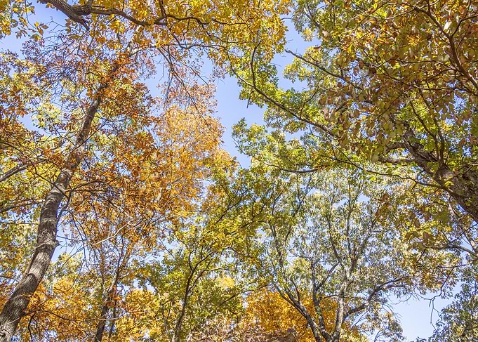 November Trees Canopy Against Blue Sky