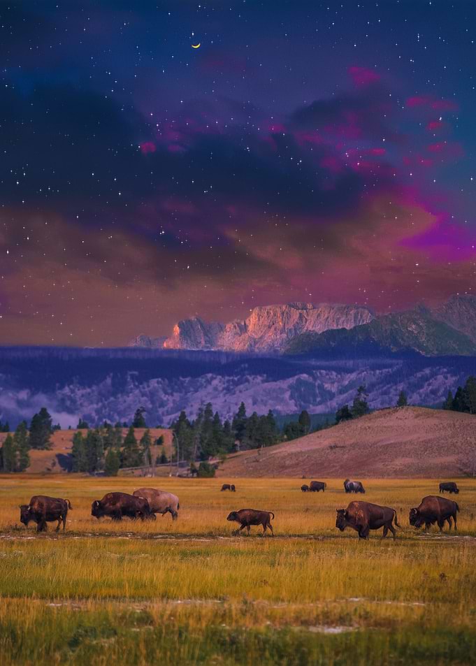 The Silent Herd