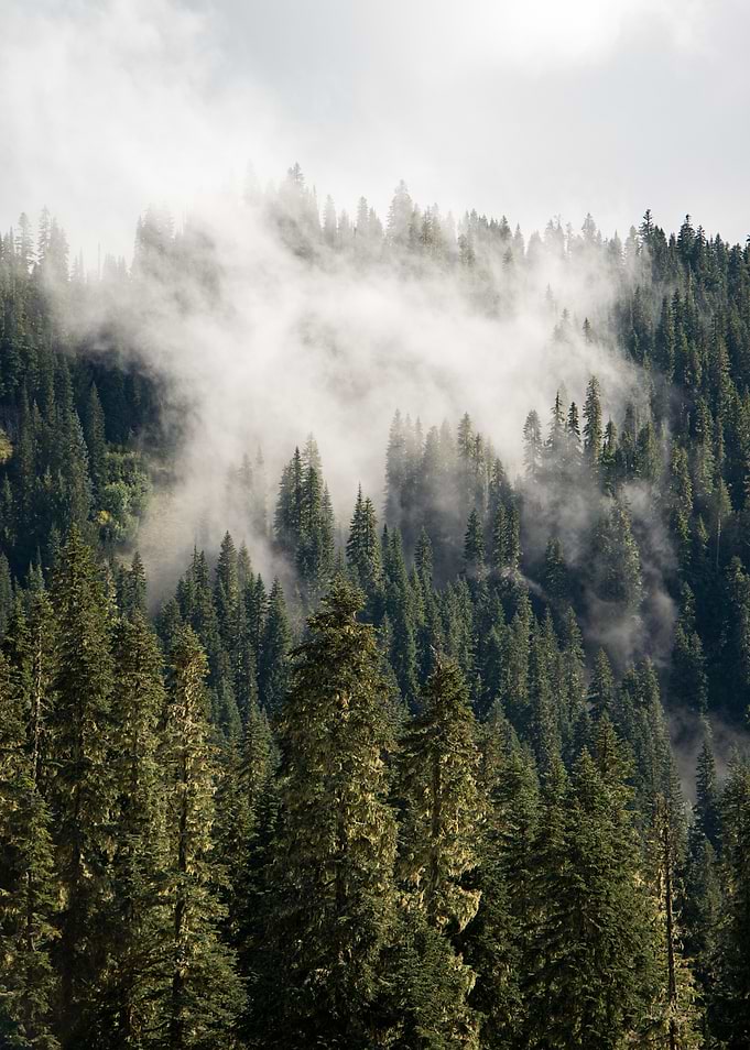 Misty Forest Landscape