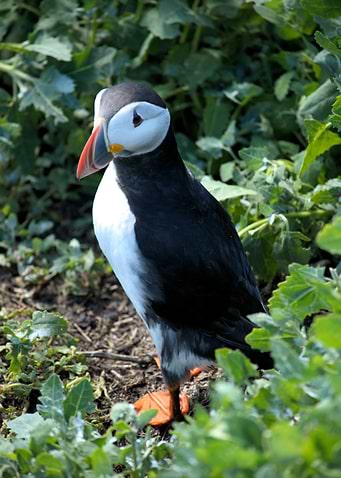Atlantic Puffin Standing in Greenery