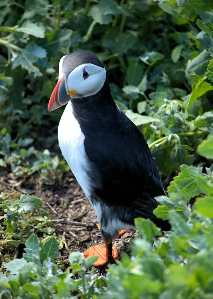 Atlantic Puffin Standing in Greenery