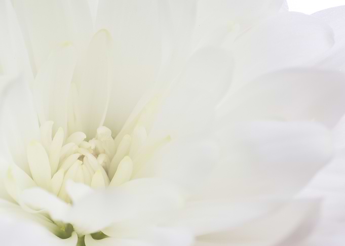 White Flower