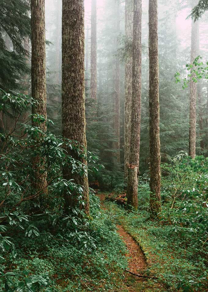 Misty Forest Path