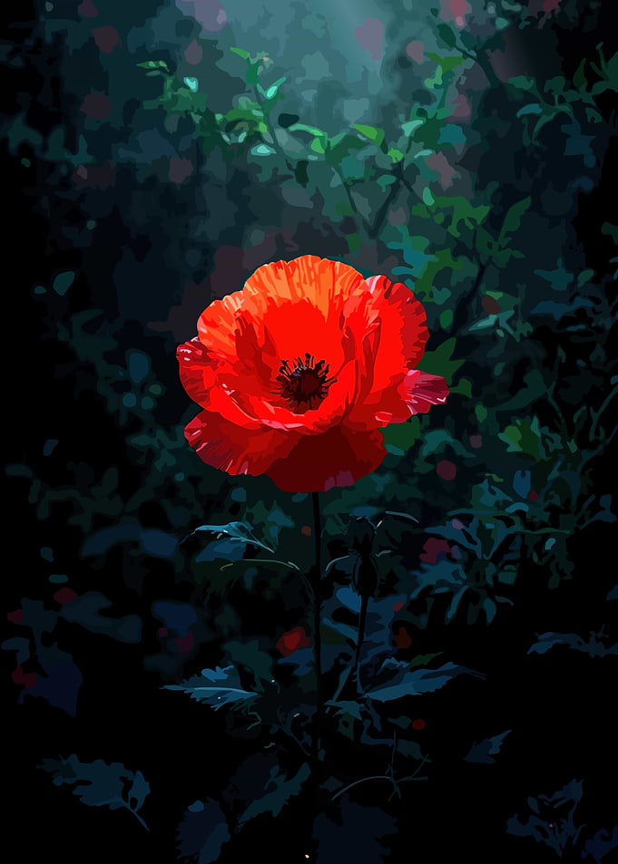 Vibrant Red Poppy in Dark Garden