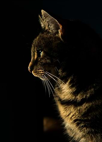Cat profile in dramatic lighting