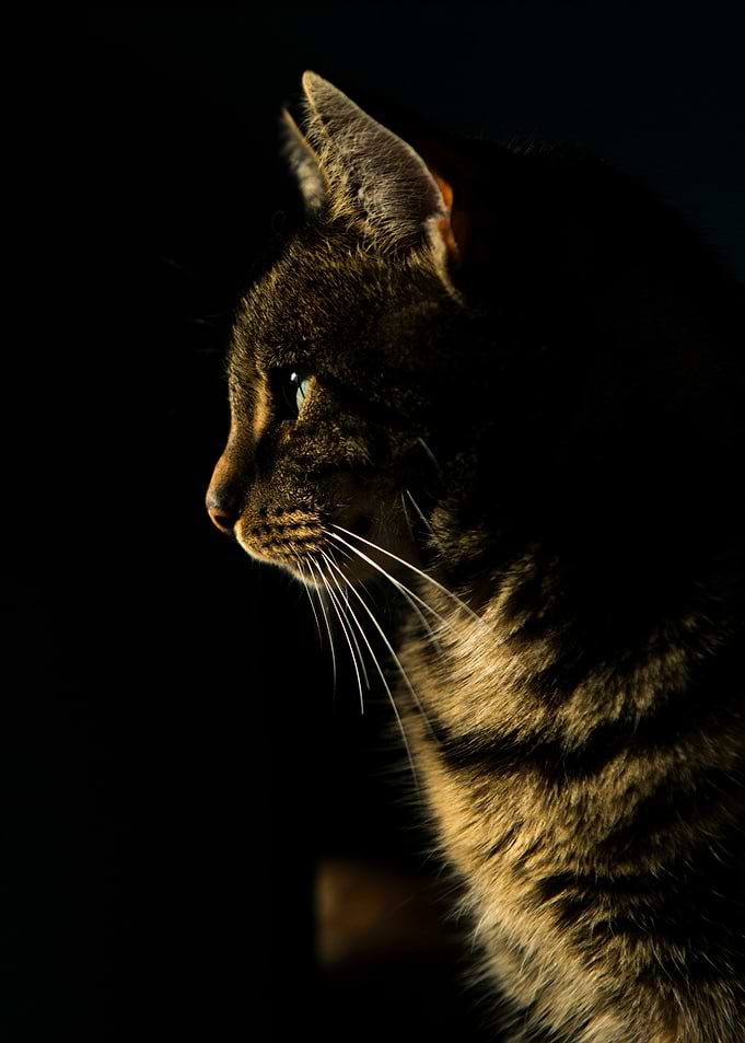 Cat profile in dramatic lighting
