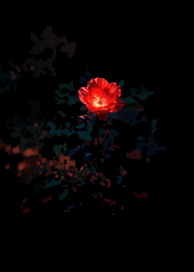 Red Flower on Black Background