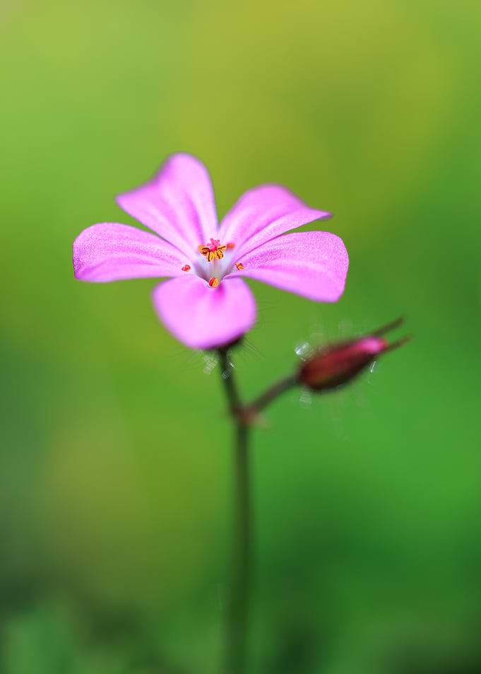 Pink Flower with Green Background