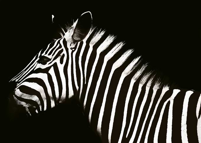 Zebra Portrait in Black and White