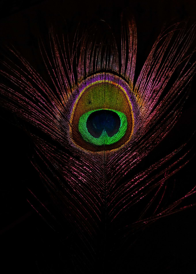 Peacock Feather Close-Up