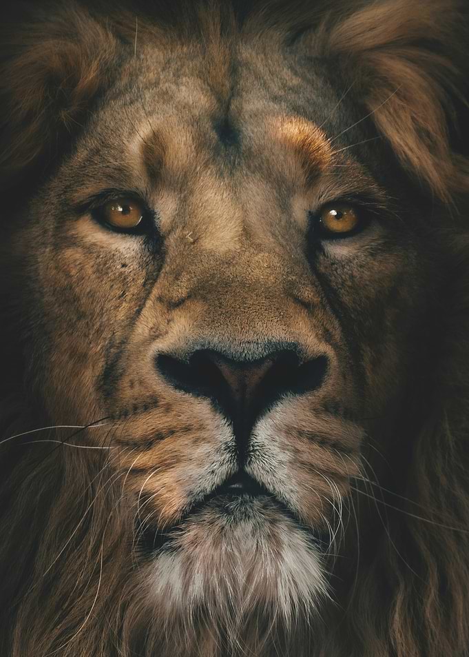 Lion Portrait Close-Up