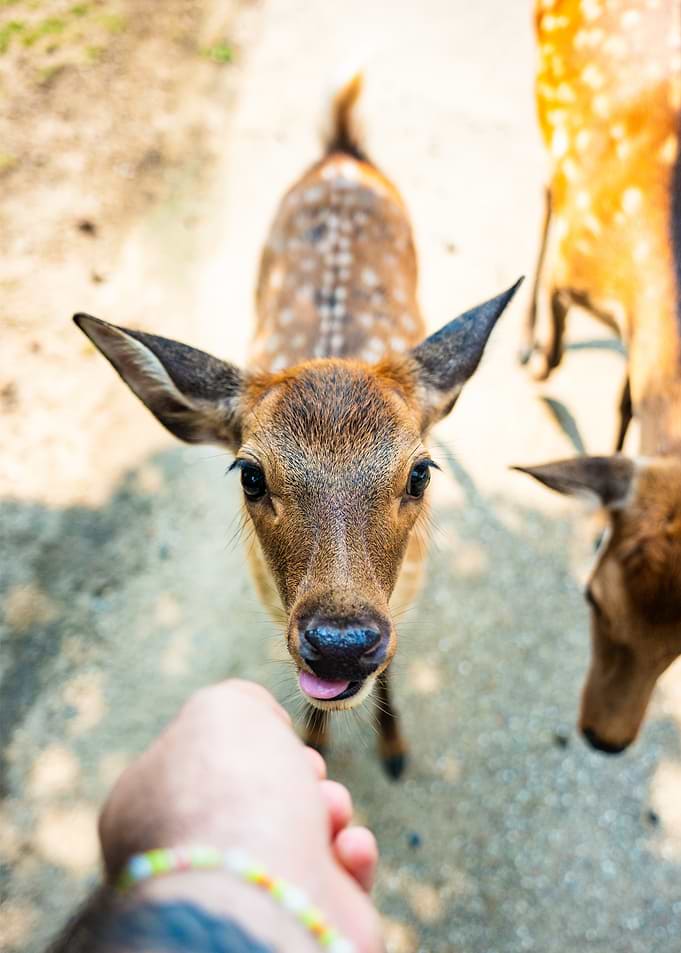 Close-up of a Spotted Deer Bambi in Japan