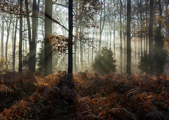 Sunlit Forest Scene with Ferns
