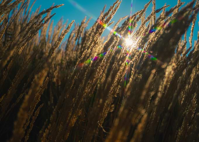 Sunlit Field of Wheat