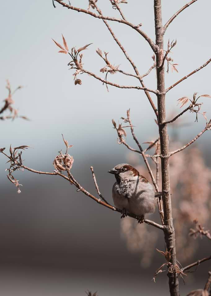 Sparrow perched on a tree branch