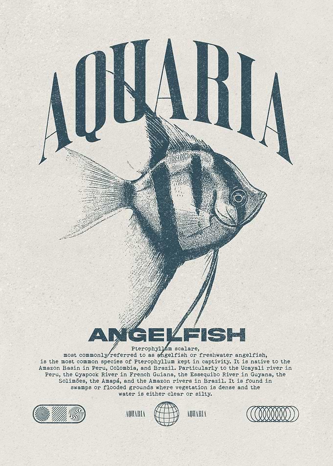 Altum Angelfish Tropical Fish Keeper