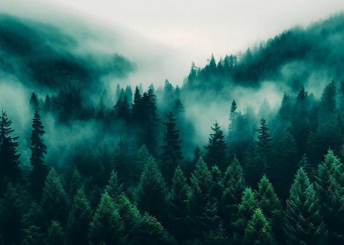 Misty Evergreen Forest