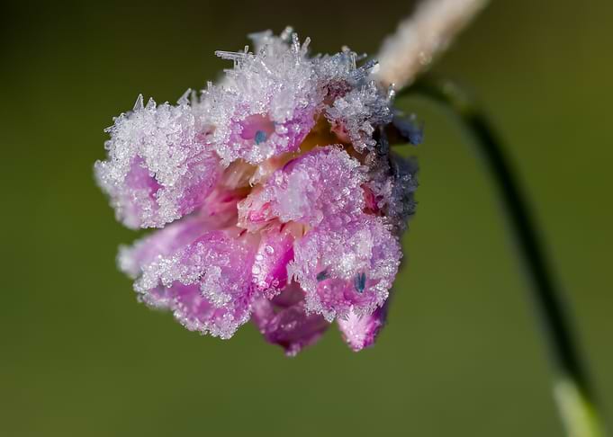 Frosted Pink Flower Close-Up